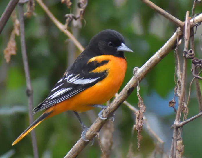 Photograph by Christian Feldt.  Image of a Baltimore Oriole, a small North American songbird sitting on branches.  The bird has a bright orange breast, black feathers on its head and black and white feather on its back.  